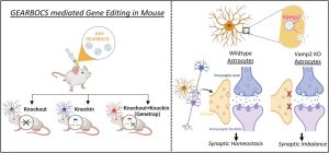 mouse gene editing